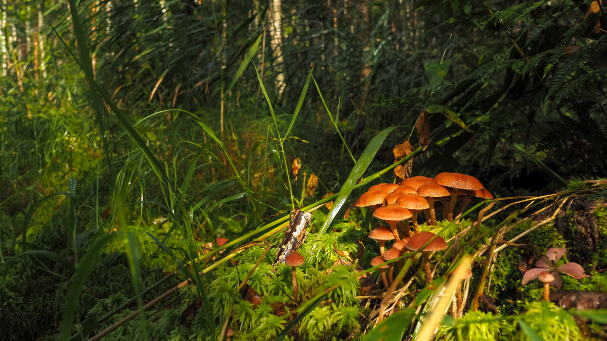 ***** - юрий поляков