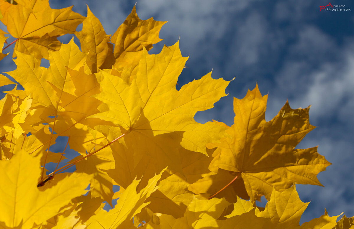 Скоро осень... - Андрей Пристяжнюк