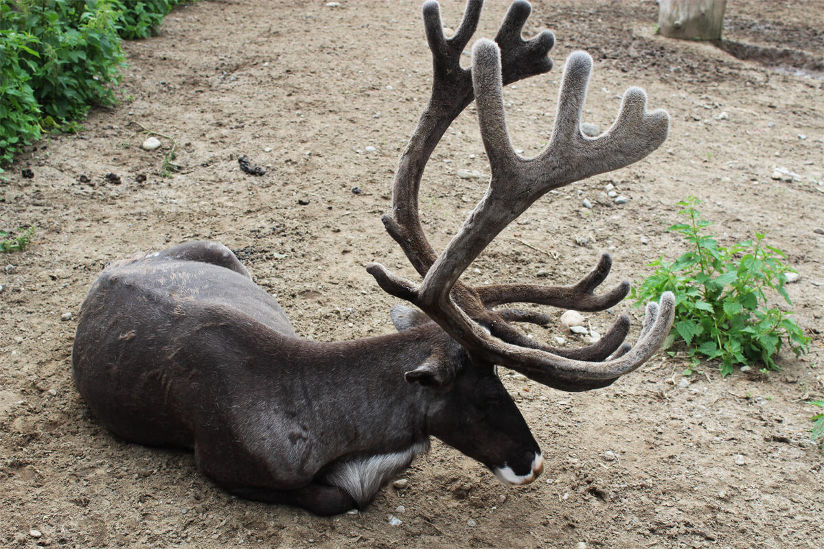Северный олень - Любовь ***