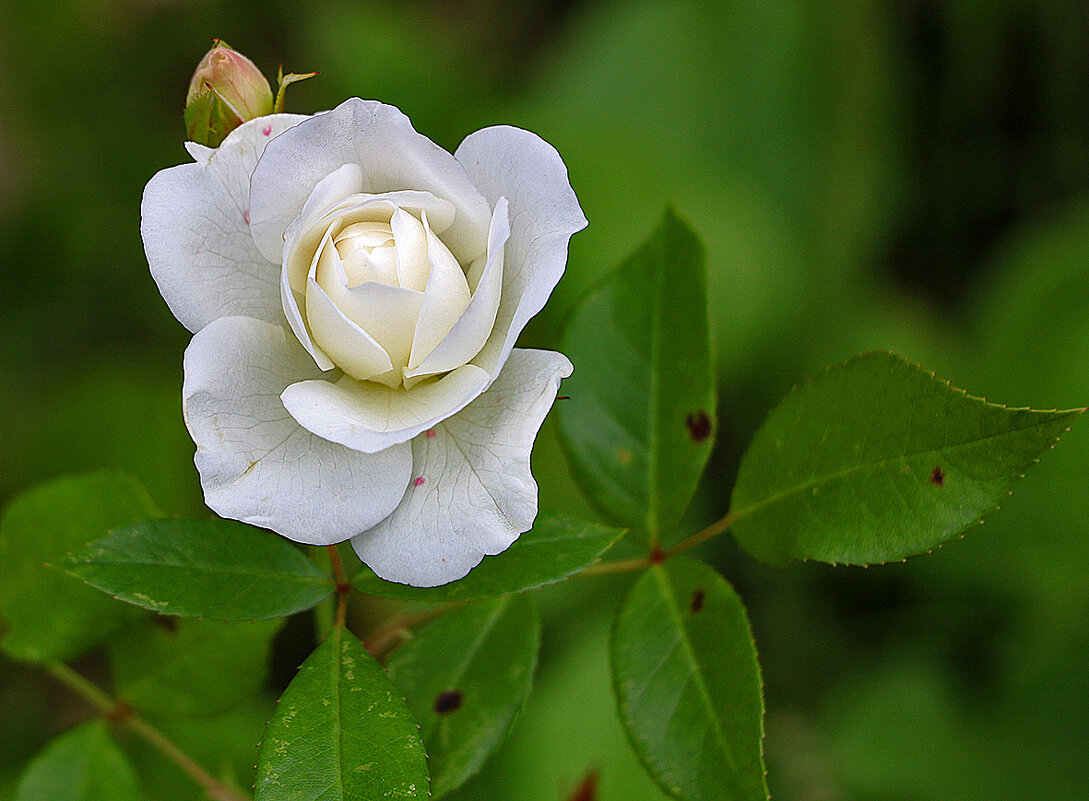 *** - Светлана *** - Светлана