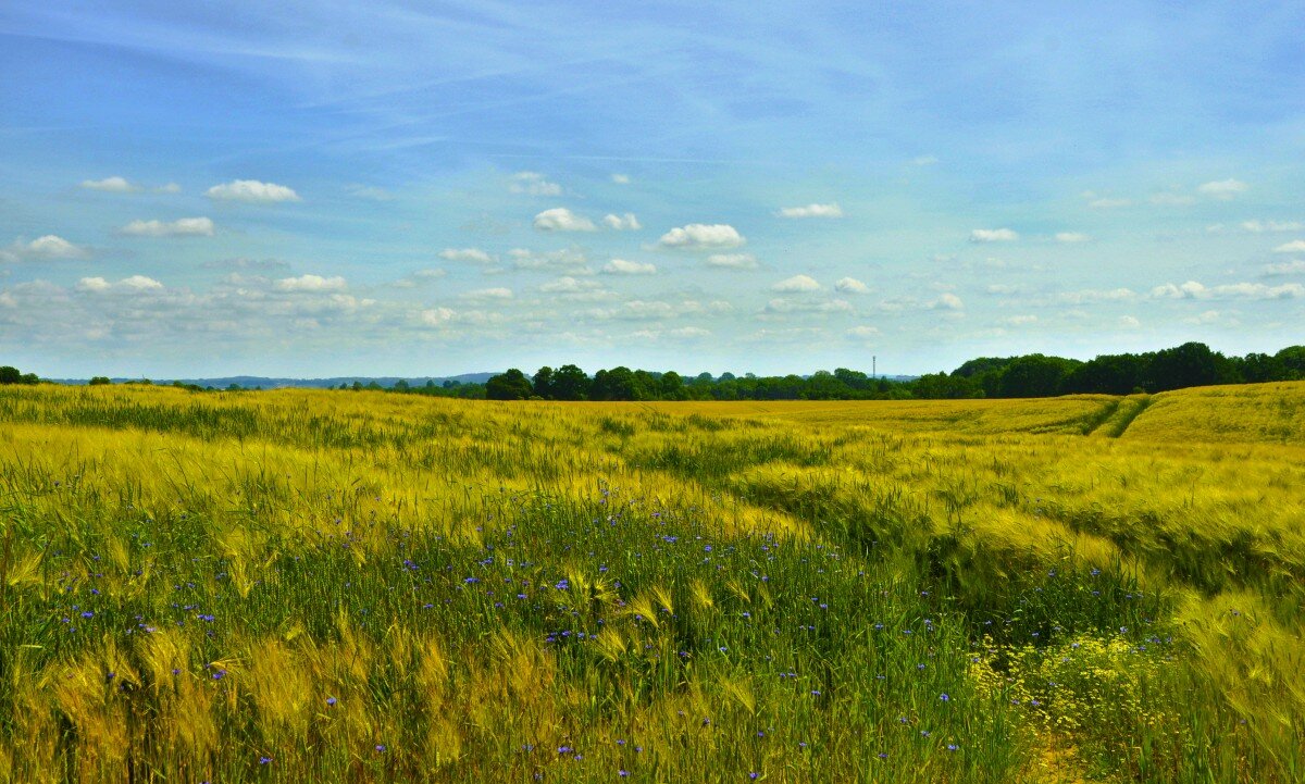 У августа свои дороги - Галина Шеина-Мюльдорфер