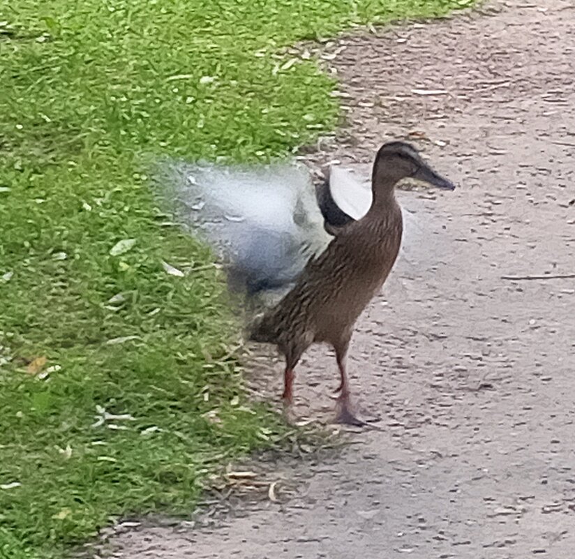 Утёнок - Сапсан 