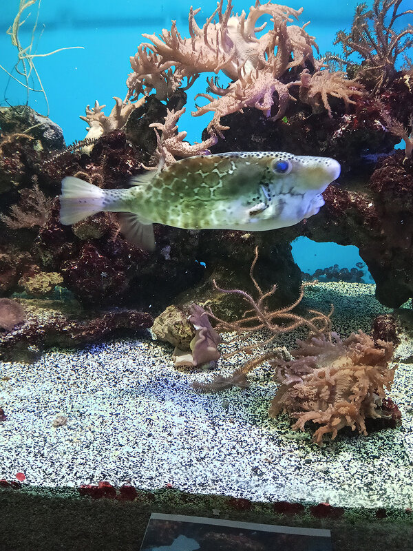 На дне морском. - Ирина Соловьёва