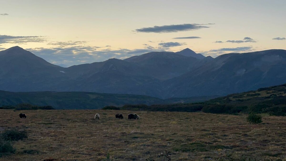 Медвежий край - Марина Виноградова