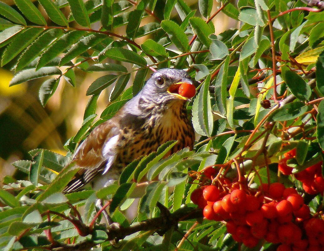 рябинник - gawrilа - dan