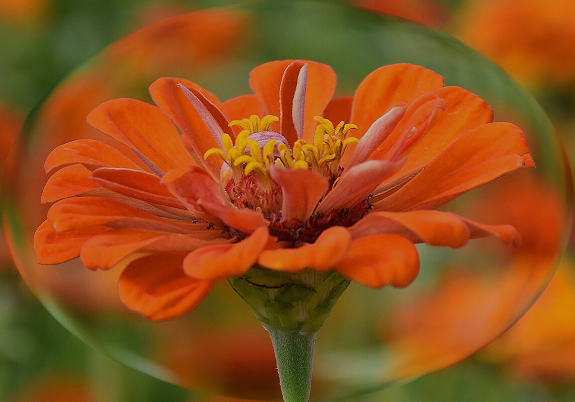 Изящная цинния! - Валентина Нефёдова Изящная цинния! - Валентина Нефёдова