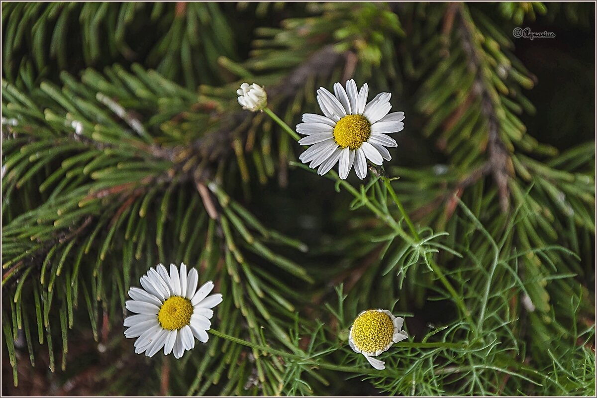 Городские цветы - Aquarius - Сергей