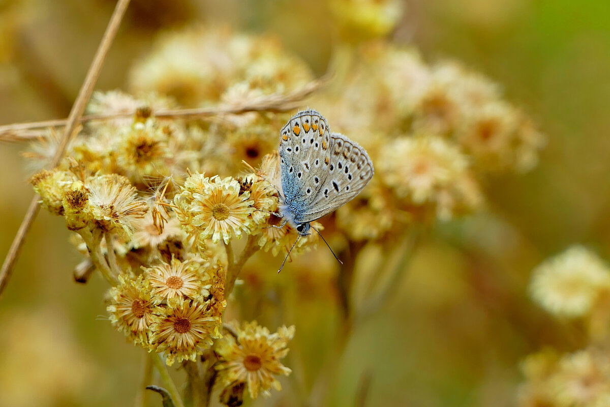 из снятого позавчера 3 - Александр Прокудин