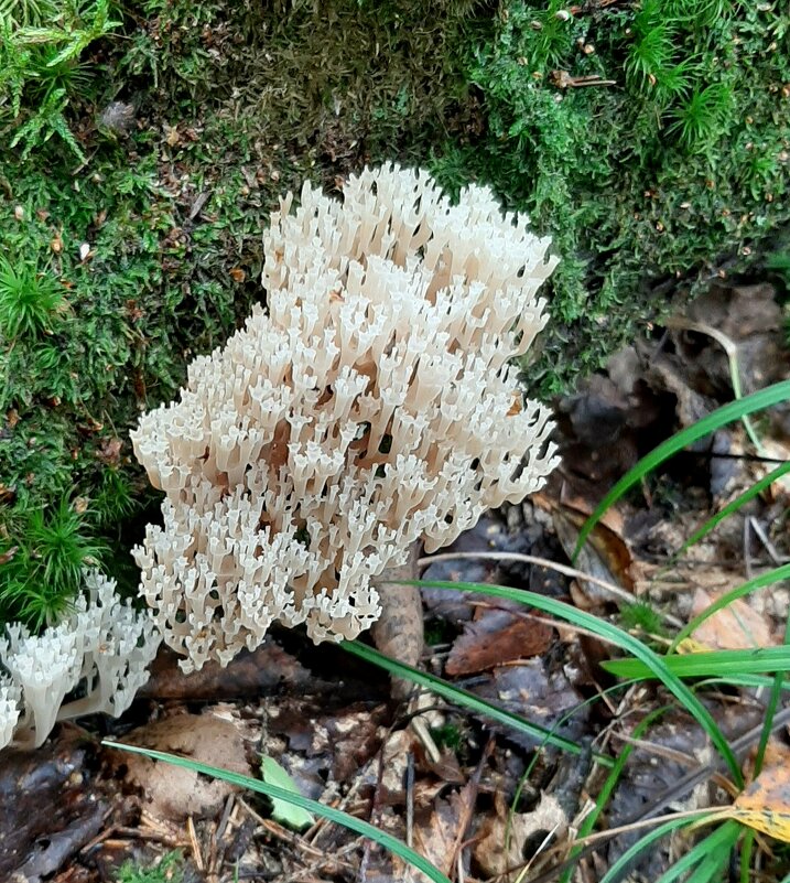 Про грибы - Наталья Герасимова