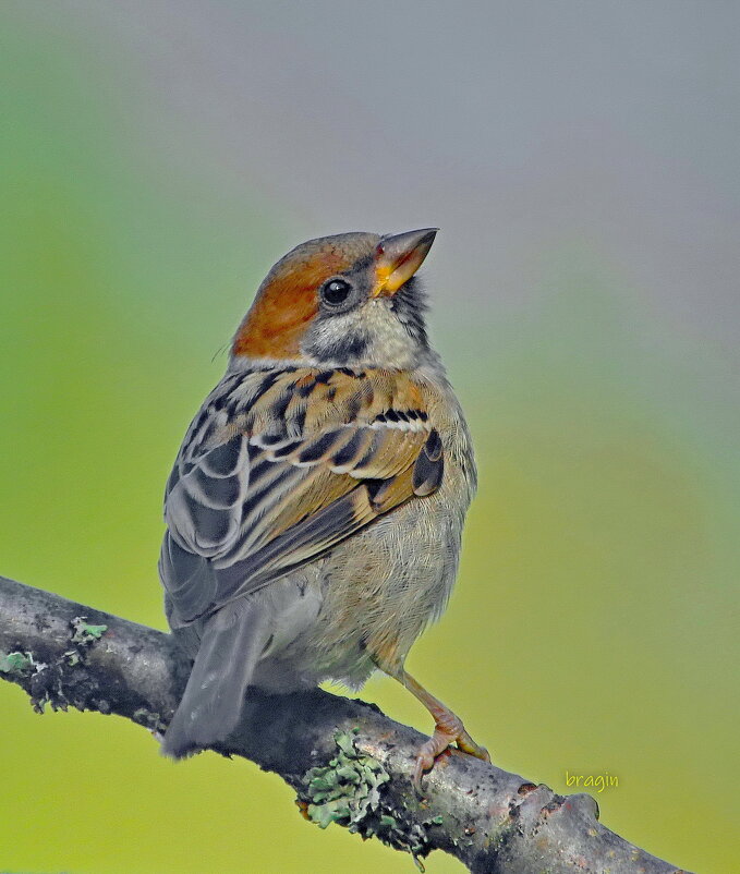 фантазёр.... - Andrey Bragin 