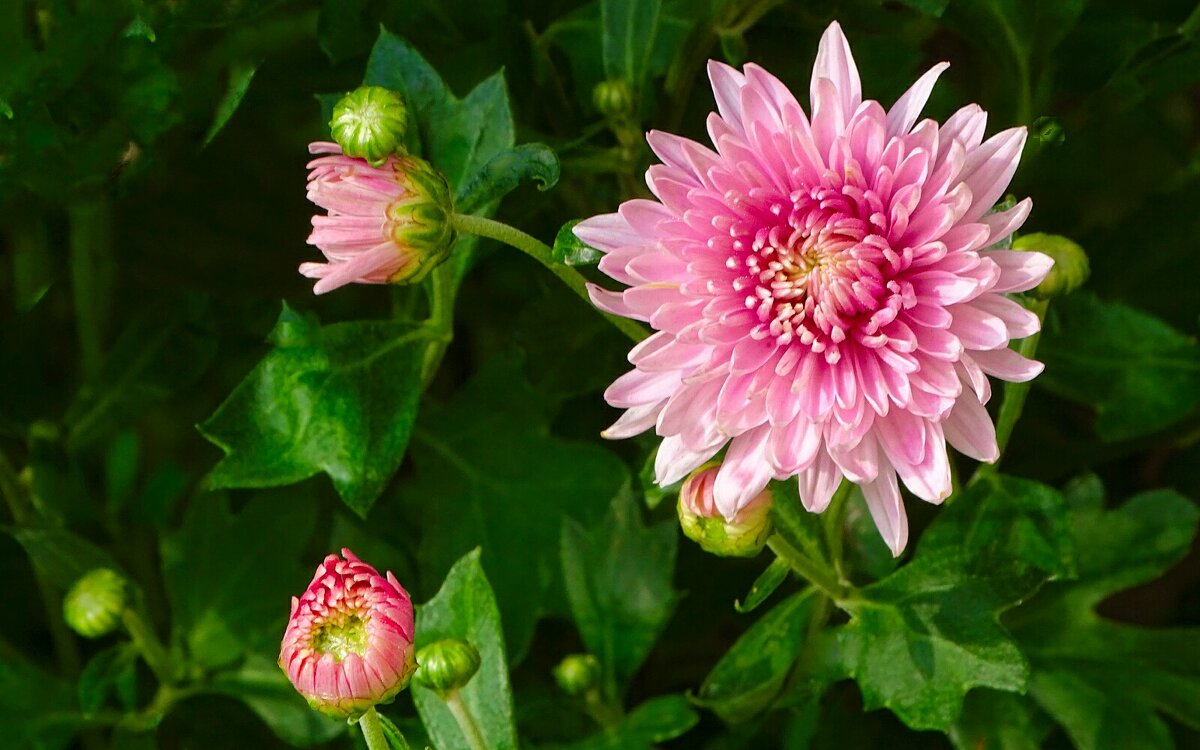 Хризантемы на клумбах - напоминание о скорой осени. - Милешкин Владимир Алексеевич 