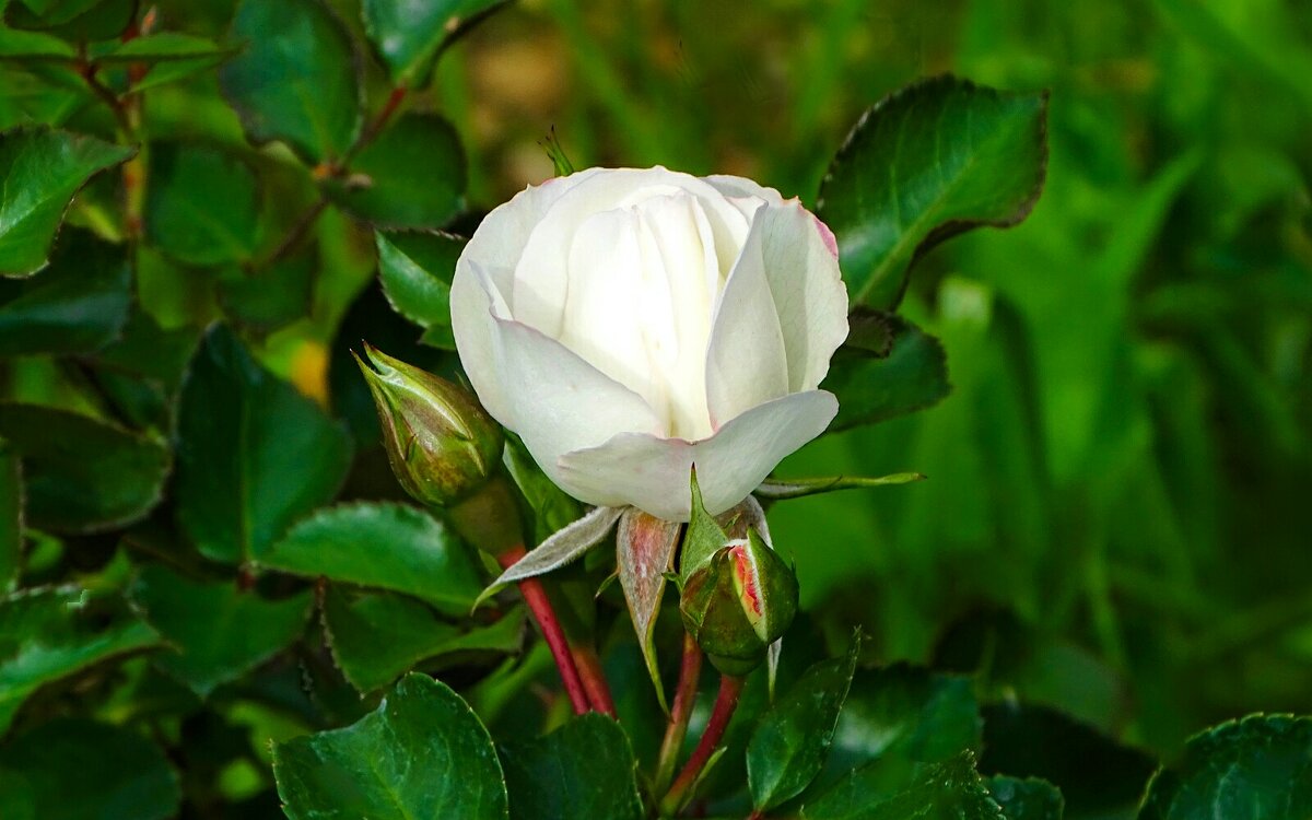 Белая роза символ чистоты, невинности, любви и благовония. - Милешкин Владимир Алексеевич 