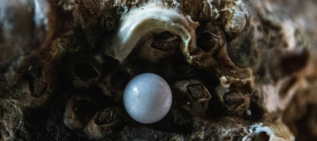 ЖЕМЧУЖИНА - 100 млн. лет ! - Валерий Кокорев ЖЕМЧУЖИНА - 100 млн. лет ! - Валерий Кокорев