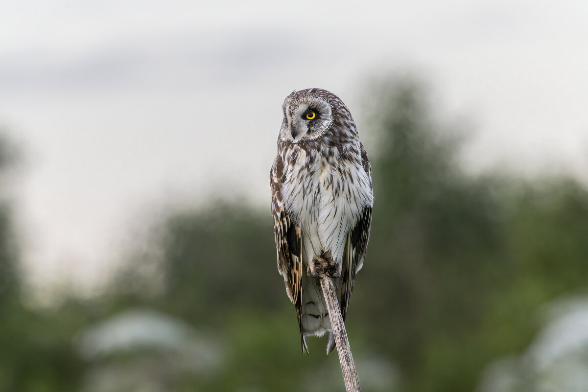 сова болотная - юрий макаров