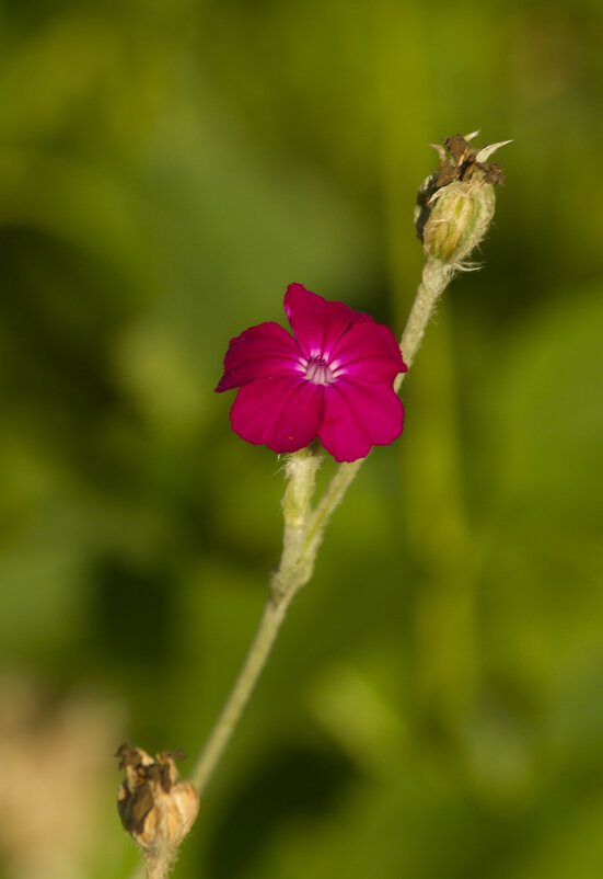 Цветочное - Олег Денисов