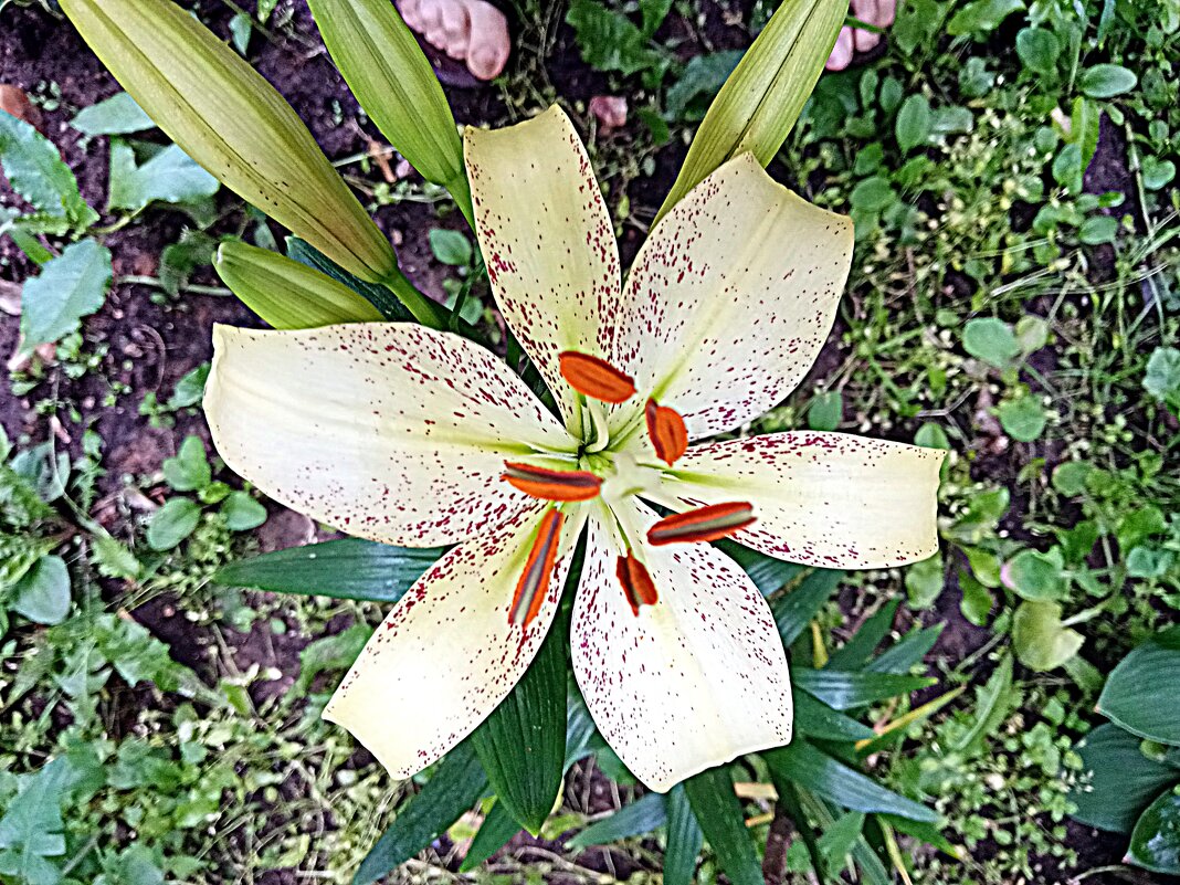 Цветы. - Владимир Драгунский Цветы. - Владимир Драгунский