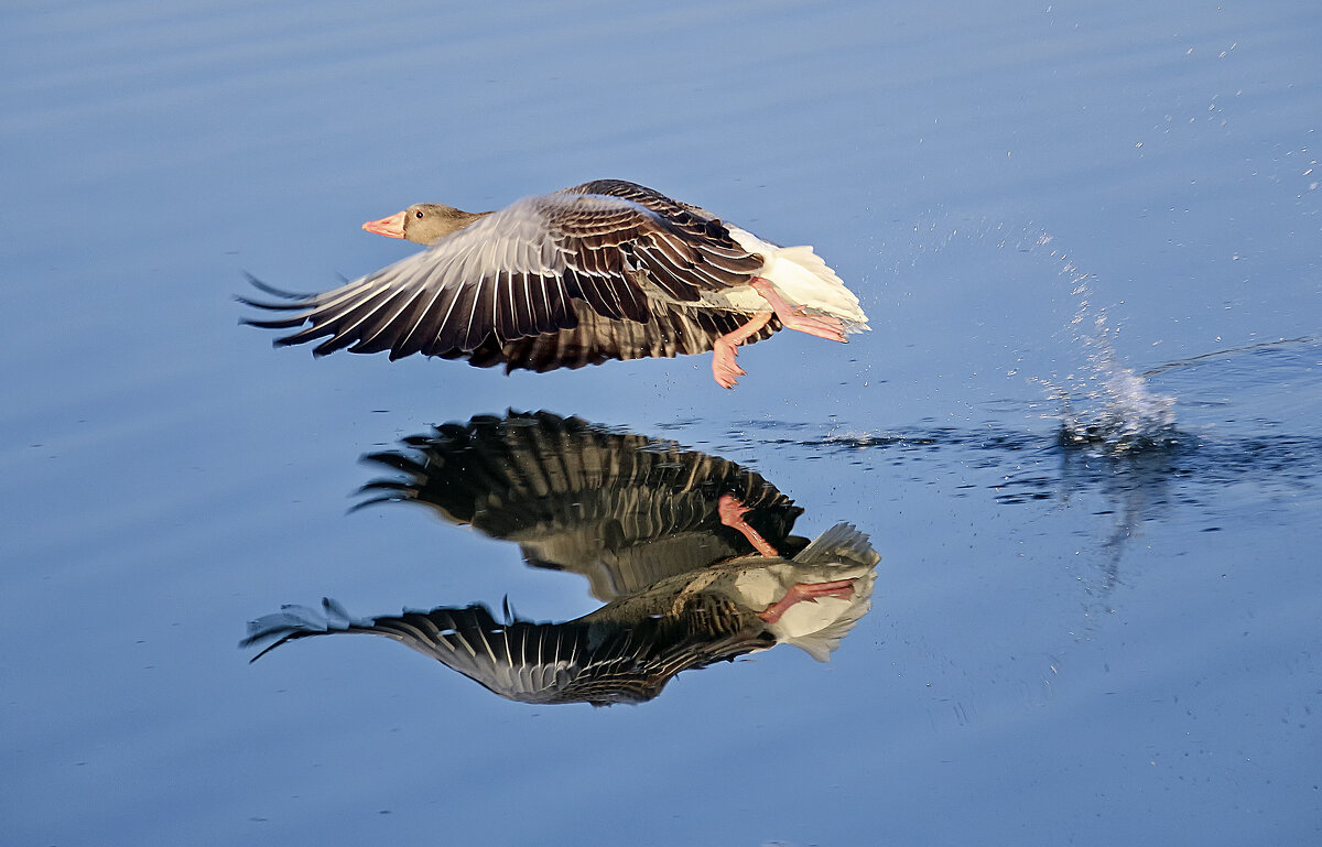 ***** - Андроник Александр ***** - Андроник Александр