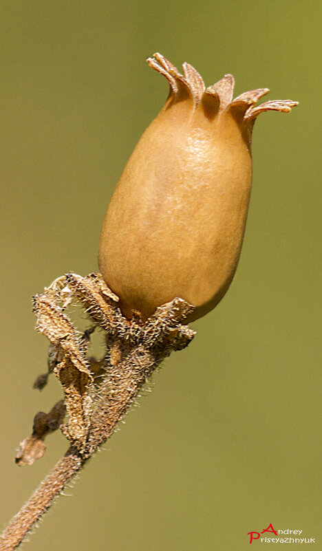 Растение - Андрей Пристяжнюк