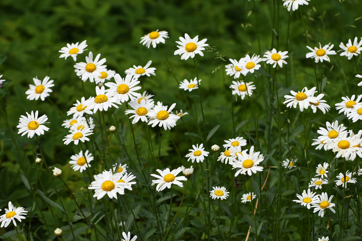 Лето в Ботаническом... Июнь. - Наташа *****