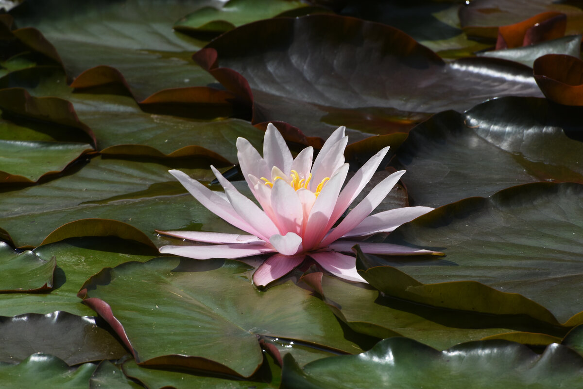 Лето в Ботаническом... Июнь. - Наташа *****