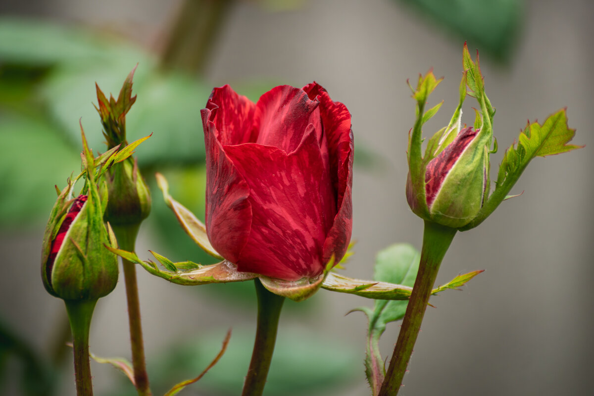 Роза - Игорь Сикорский
