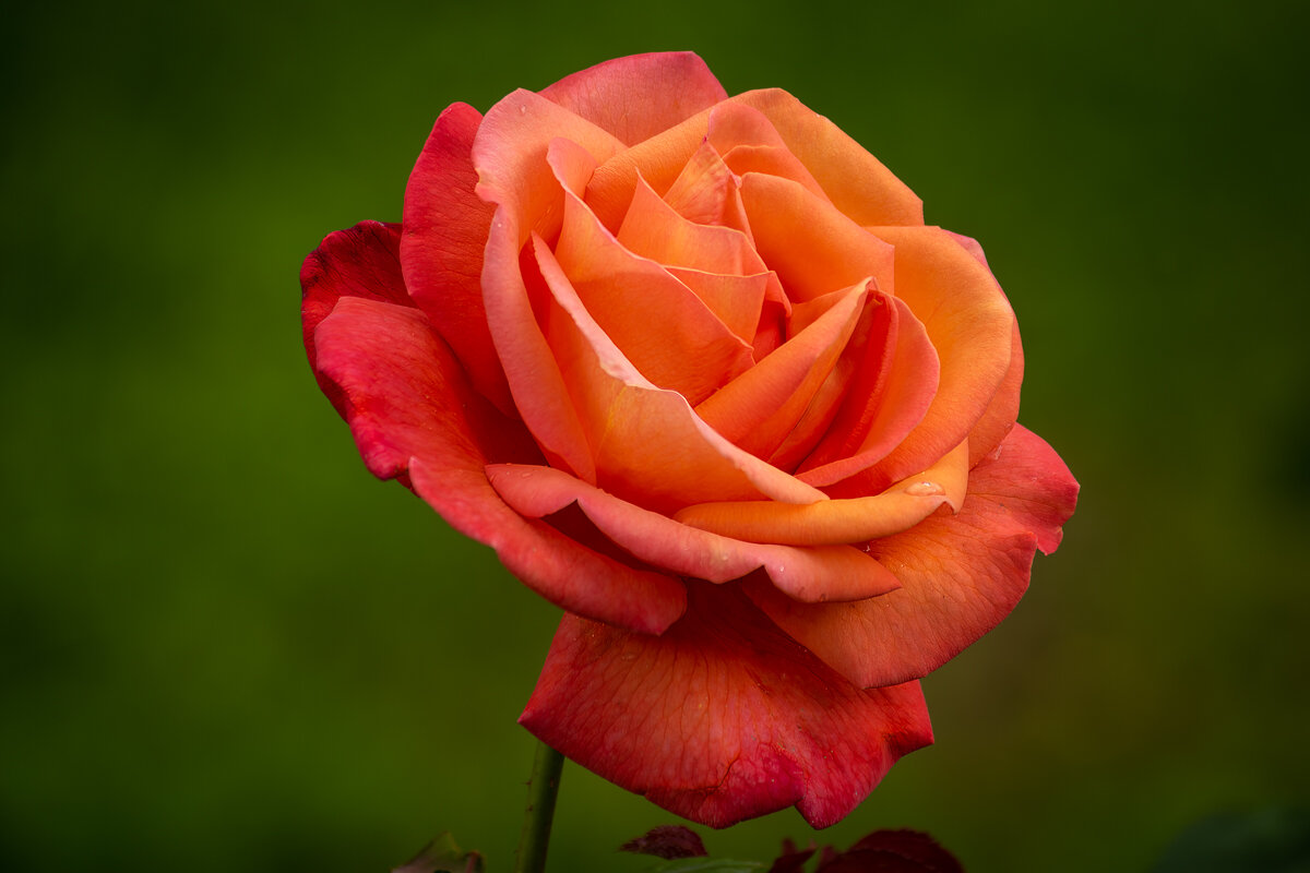 Роза - Игорь Сикорский Роза - Игорь Сикорский