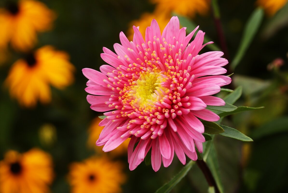 Доброе утро - Юрий. Шмаков