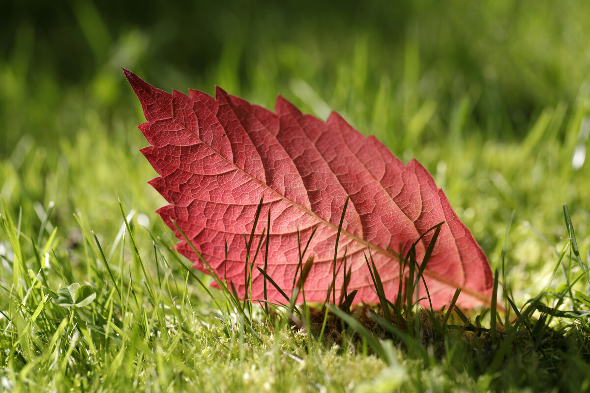 Скоро осень - Oleg S