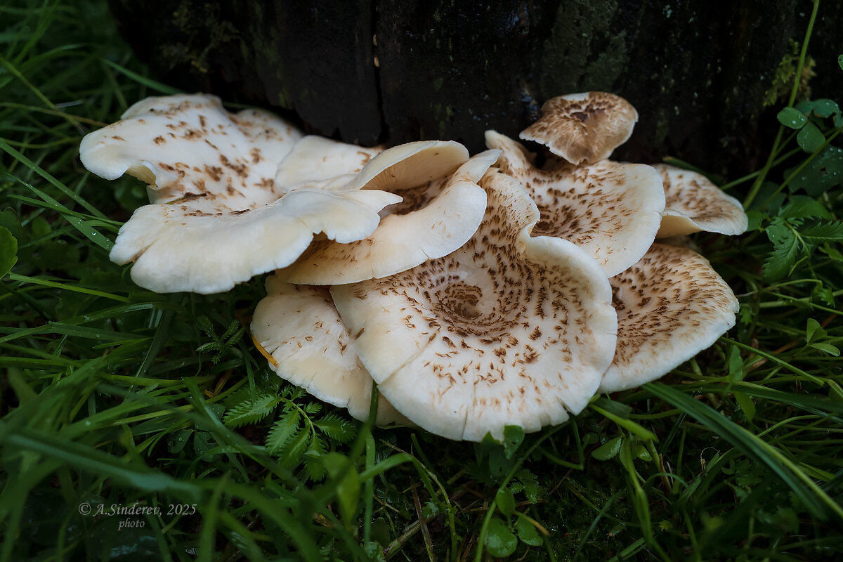 Пилолистник тигровый - Александр Синдерёв