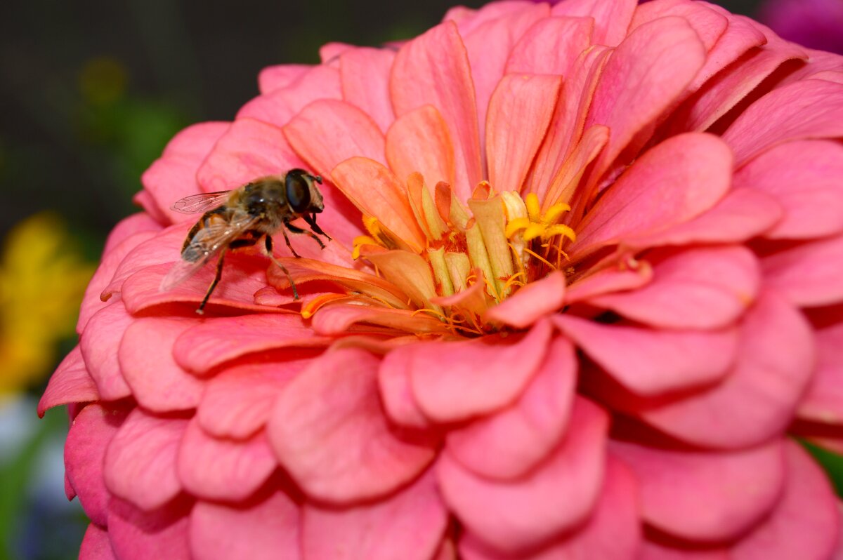 Пчела на цветке - Владимир Помазан