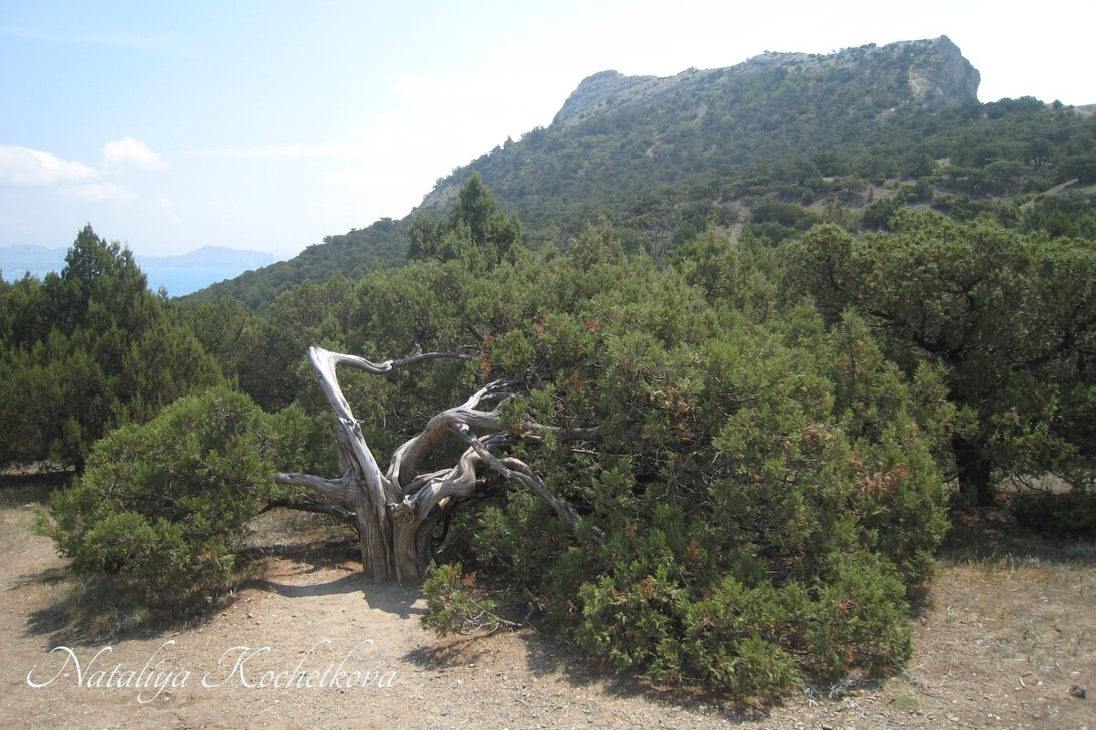 Природа Крыма - Amazing Cosmea