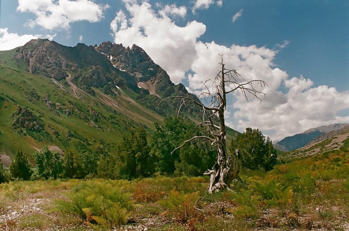 ДОЛИНА ОЙГАИНГА. - Виктор Осипчук