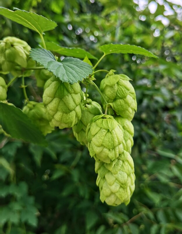 *** - Любимова Ольга 