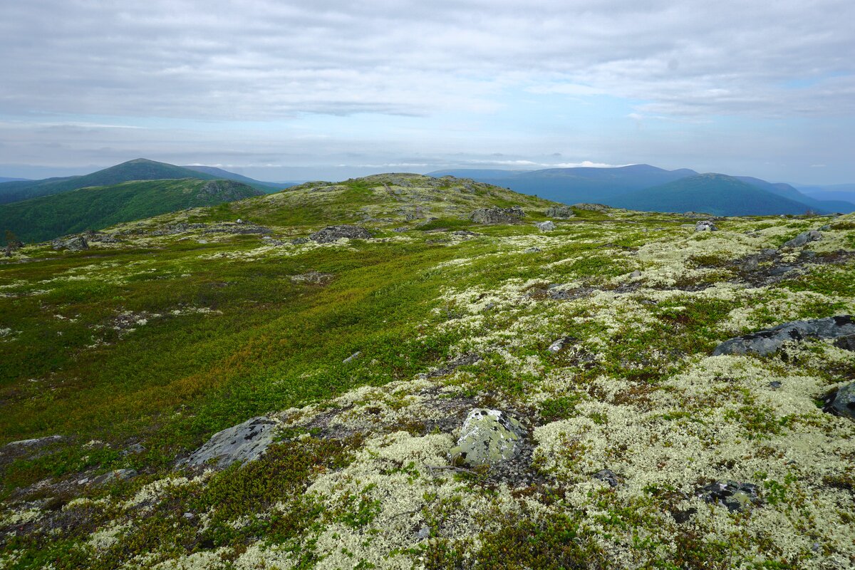 Ягелевый ковер - Ольга Чистякова