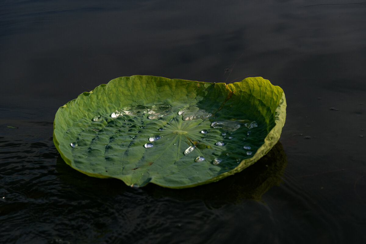 капельки - Елена капельки - Елена