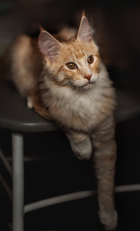 Лёва - Елена 