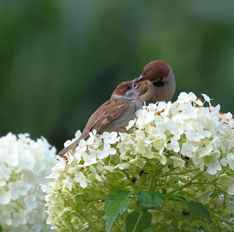 Приём пищи.... - владимир 