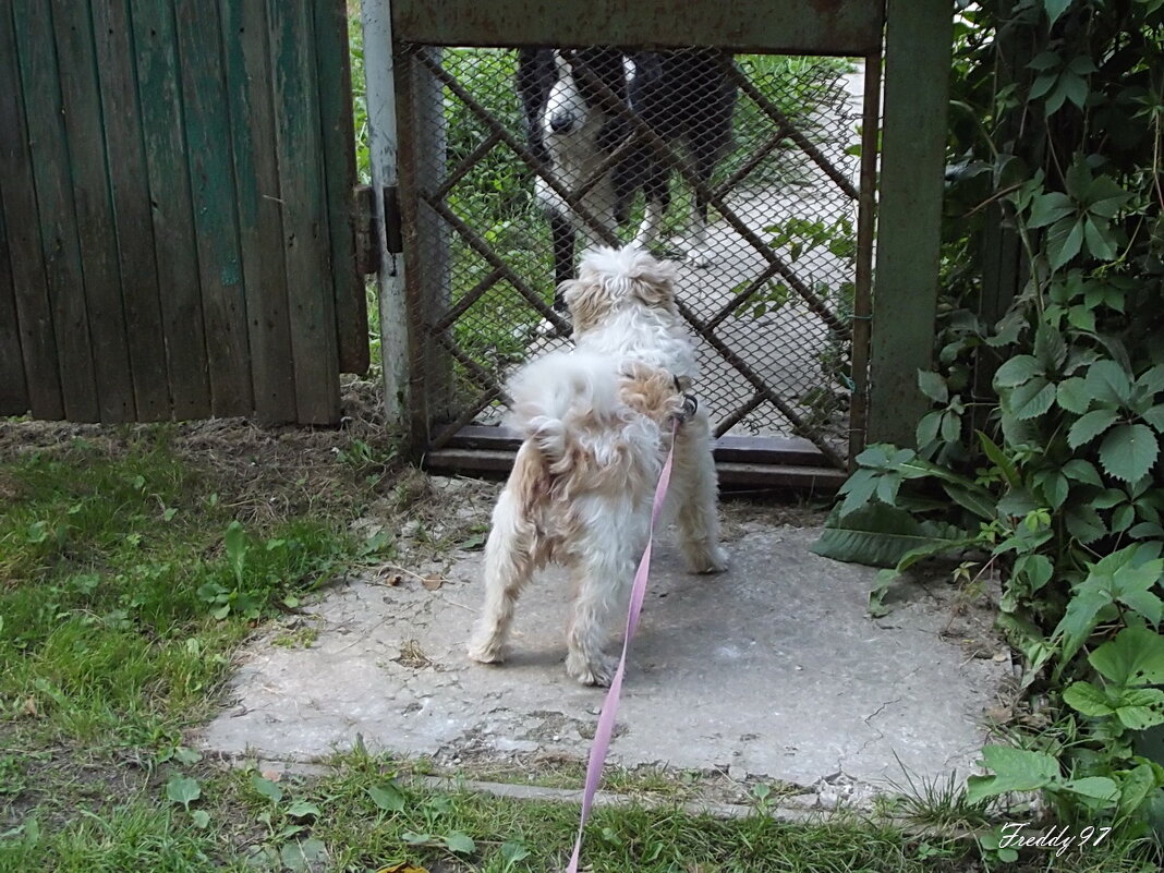 Гулять пойдёшь? - Freddy 97