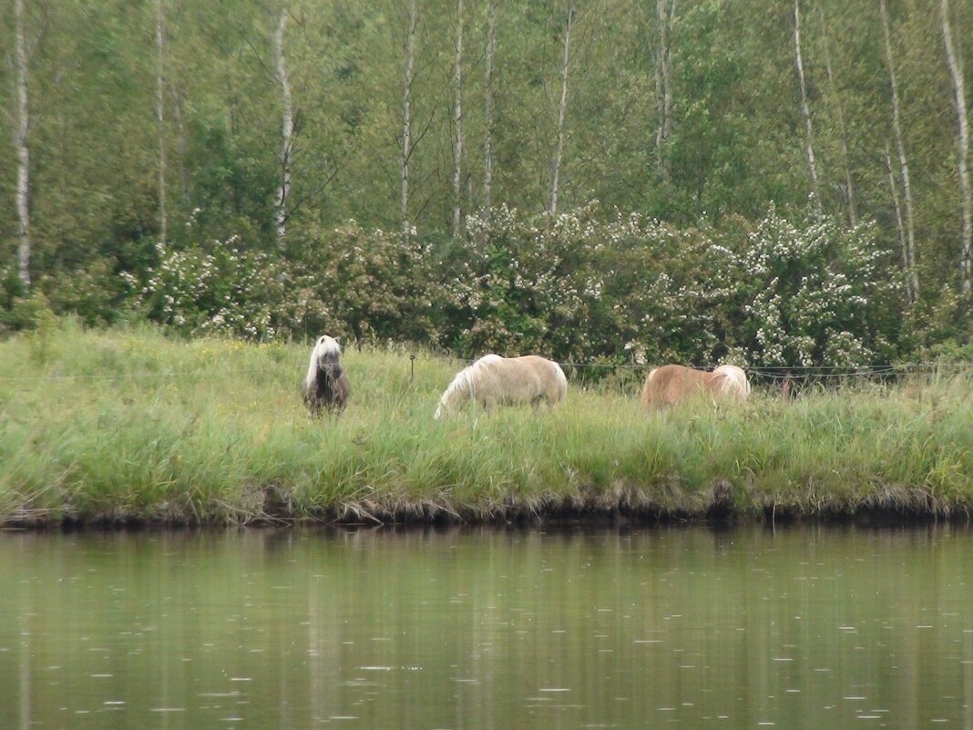 лошади на другой стороне пруда - fogmeadowww m