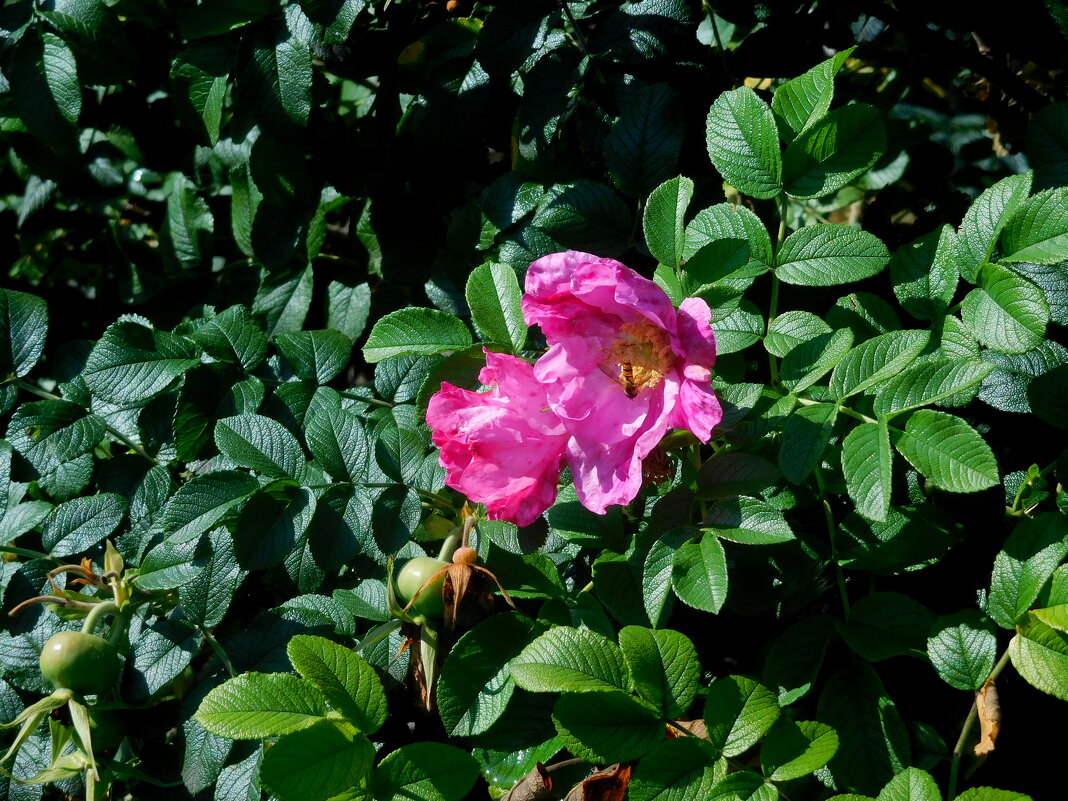 Шиповник - ирина 