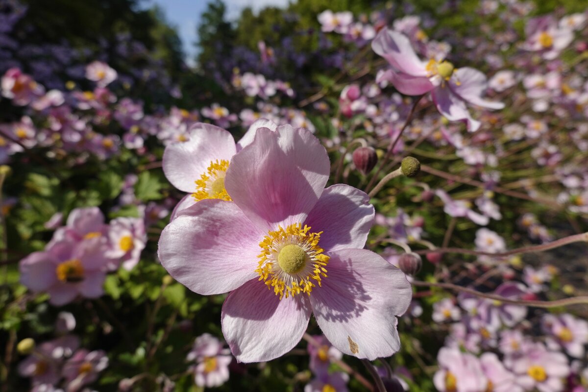 "Анемоны, дети ветра. И задумчивой зари, – Капли утреннего света. На поверхности земли..." - Галина 