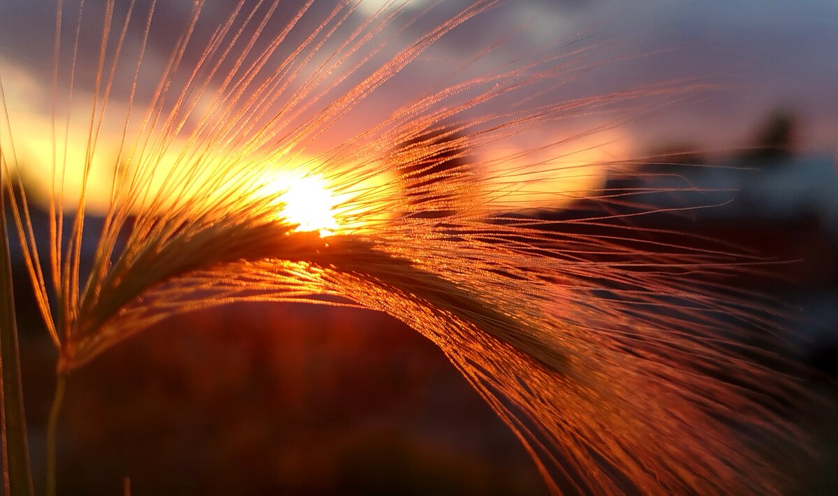 Августовский закат - светлана льдокова Августовский закат - светлана льдокова