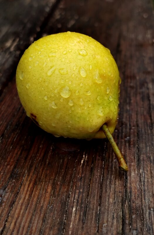 Дикая груша - светлана льдокова