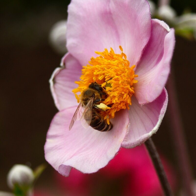 Пчела и цветок - Юрий. Шмаков Пчела и цветок - Юрий. Шмаков