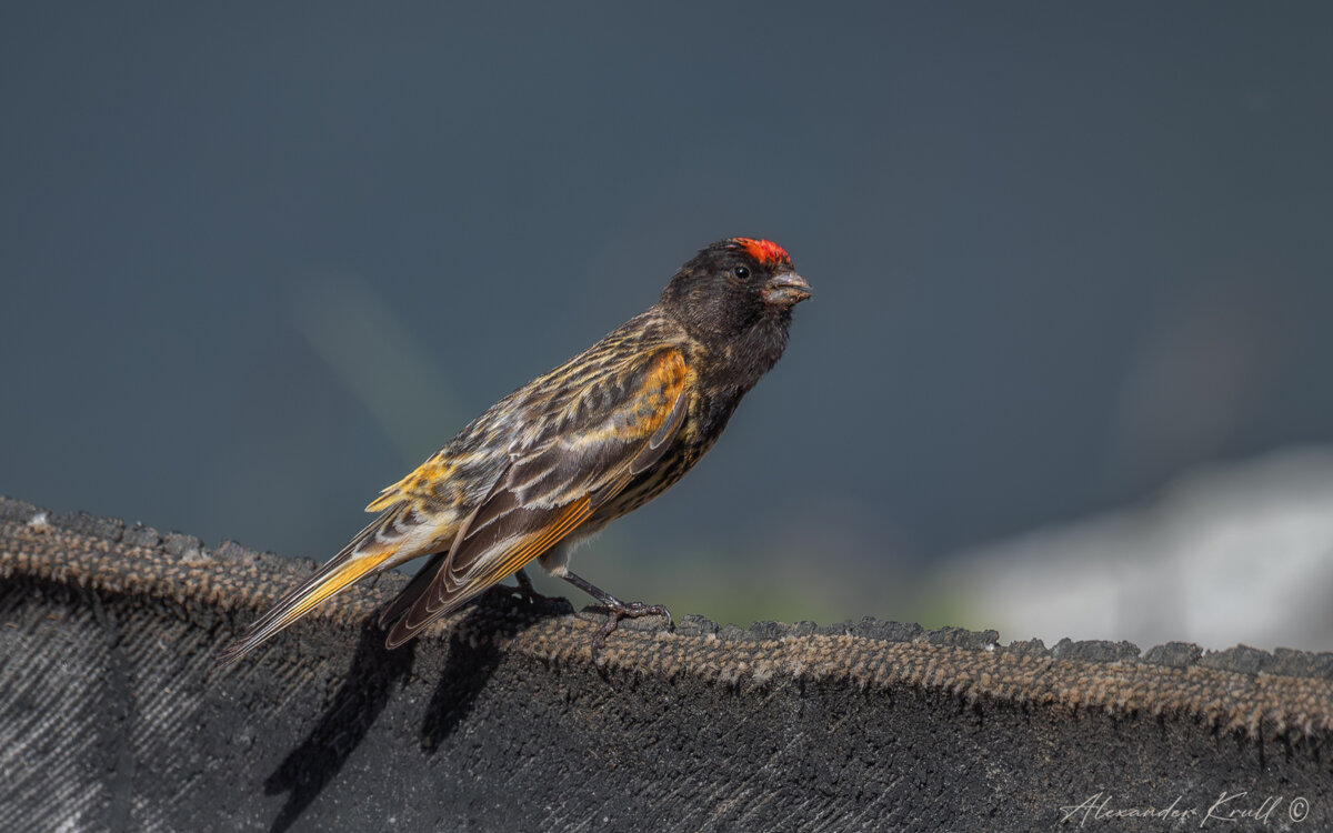 Красная шапочка - Александр К. Красная шапочка - Александр К.