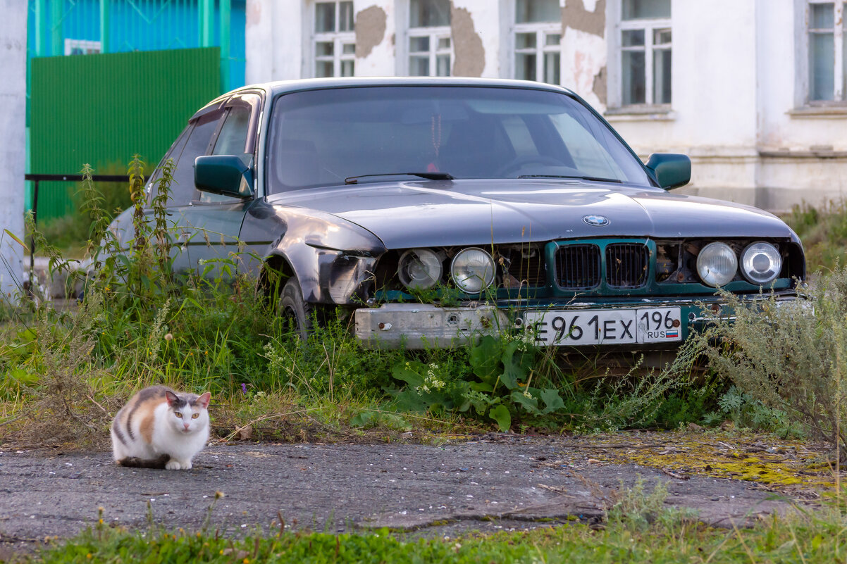 Кот охранник - Владимир VS