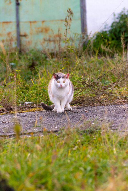 Удивление - Владимир VS