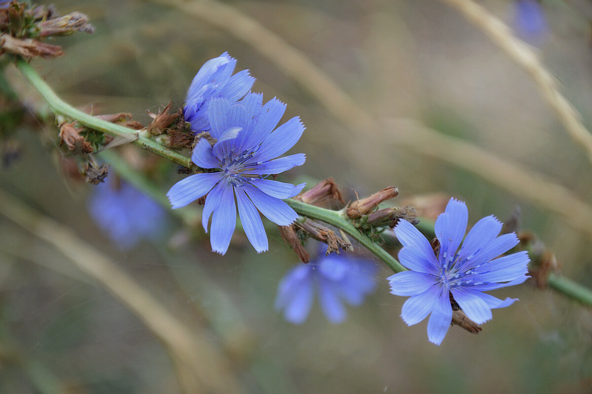 *** - Надежда Куркина 