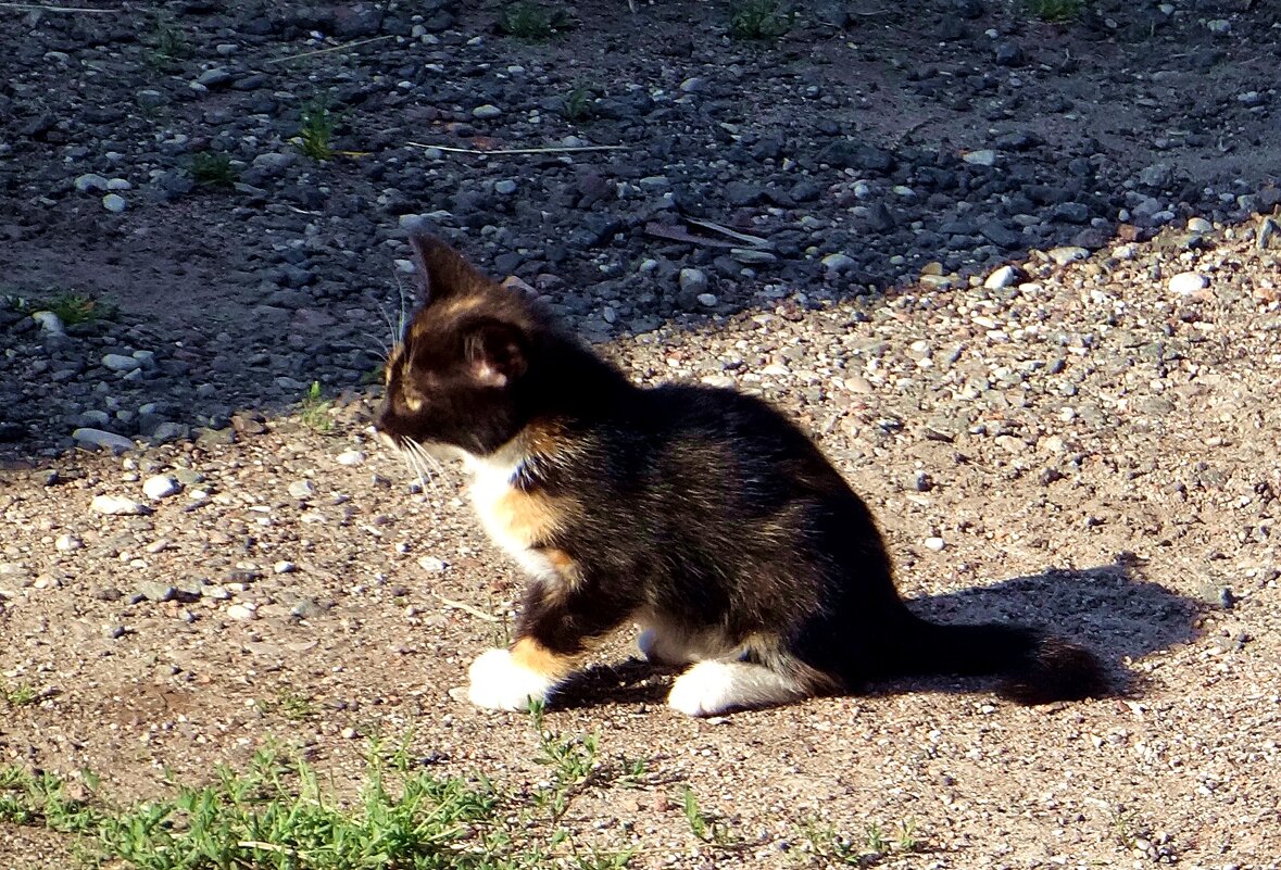 Котенок - Антонина Гугаева