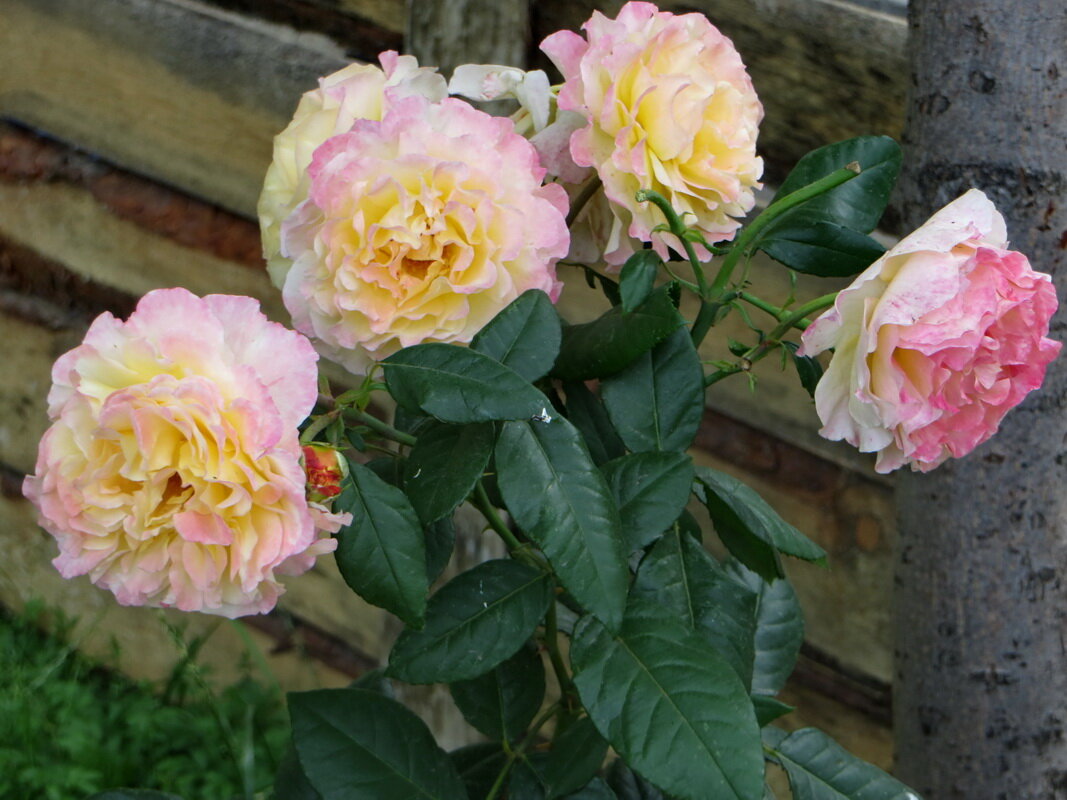 Розы самого нежного цвета - Александр Чеботарь Розы самого нежного цвета - Александр Чеботарь